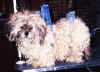 Shih Tzu - Before - Severely Matted